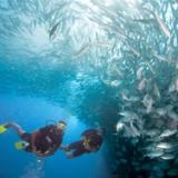 Scuba Diving in a school of fish in Malaysia