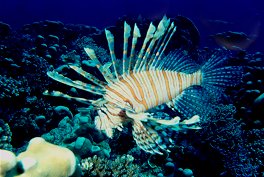 Lion Fish in Fiji Islands